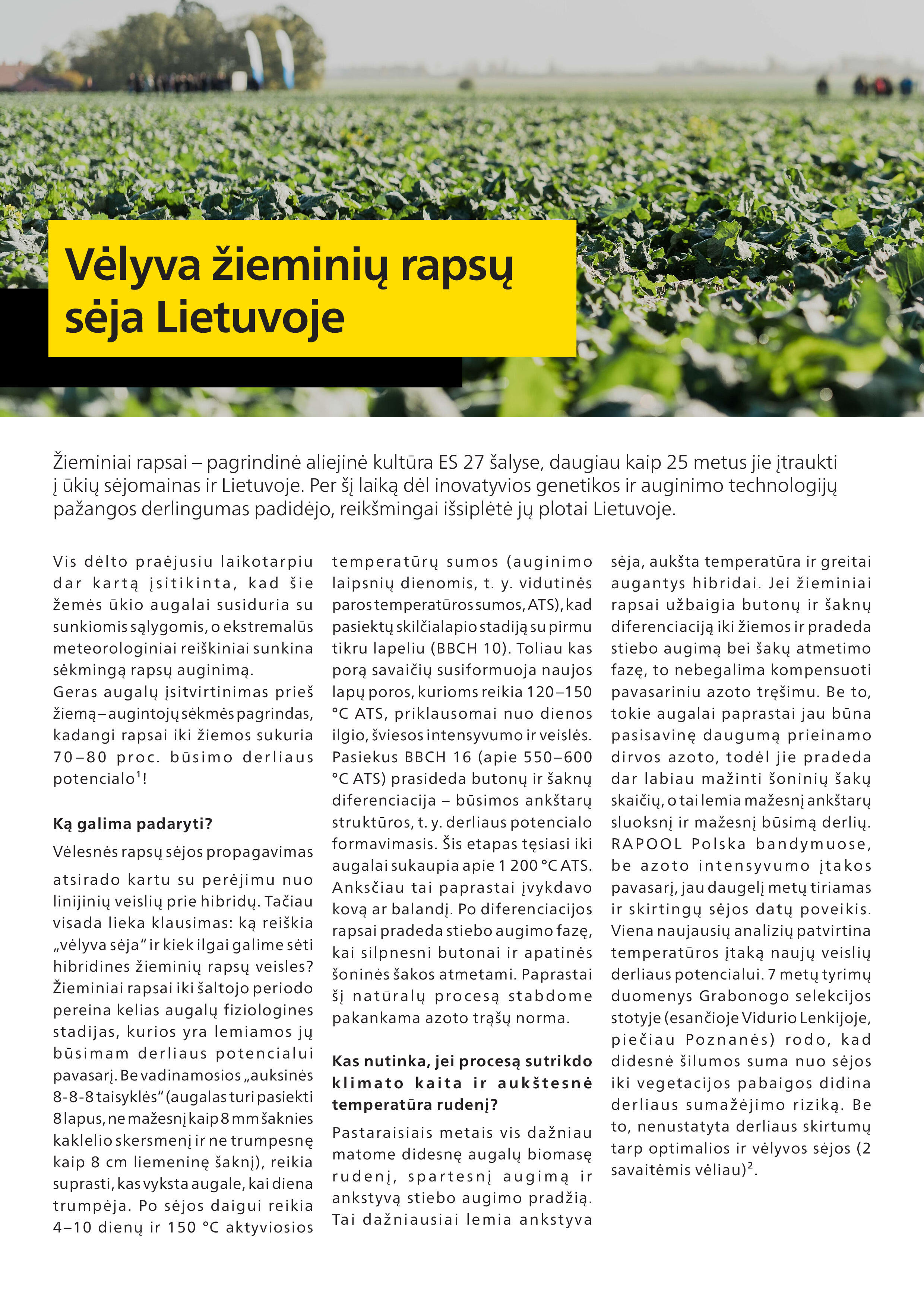 Vėlyva žieminių rapsų sėja – reali strategija 2025 m.! 