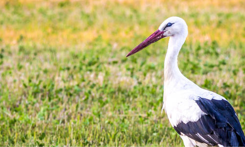CROTORA - 