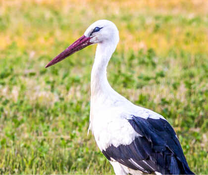 CROTORA