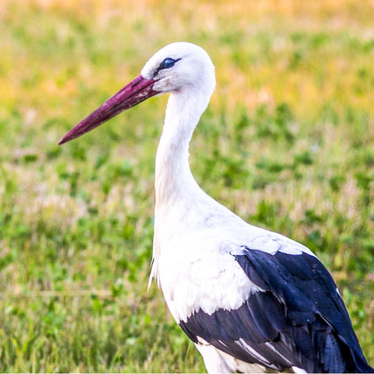 CROTORA - 