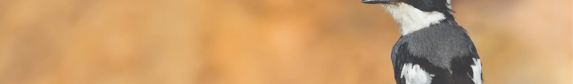 BATIS - 